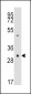 Caspase-3 (CASP3) Antibody (Center)
